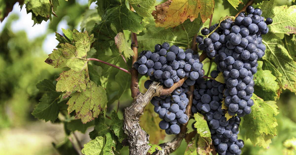 Découvrez les secrets étonnants du raisin, ce trésor de la vigne