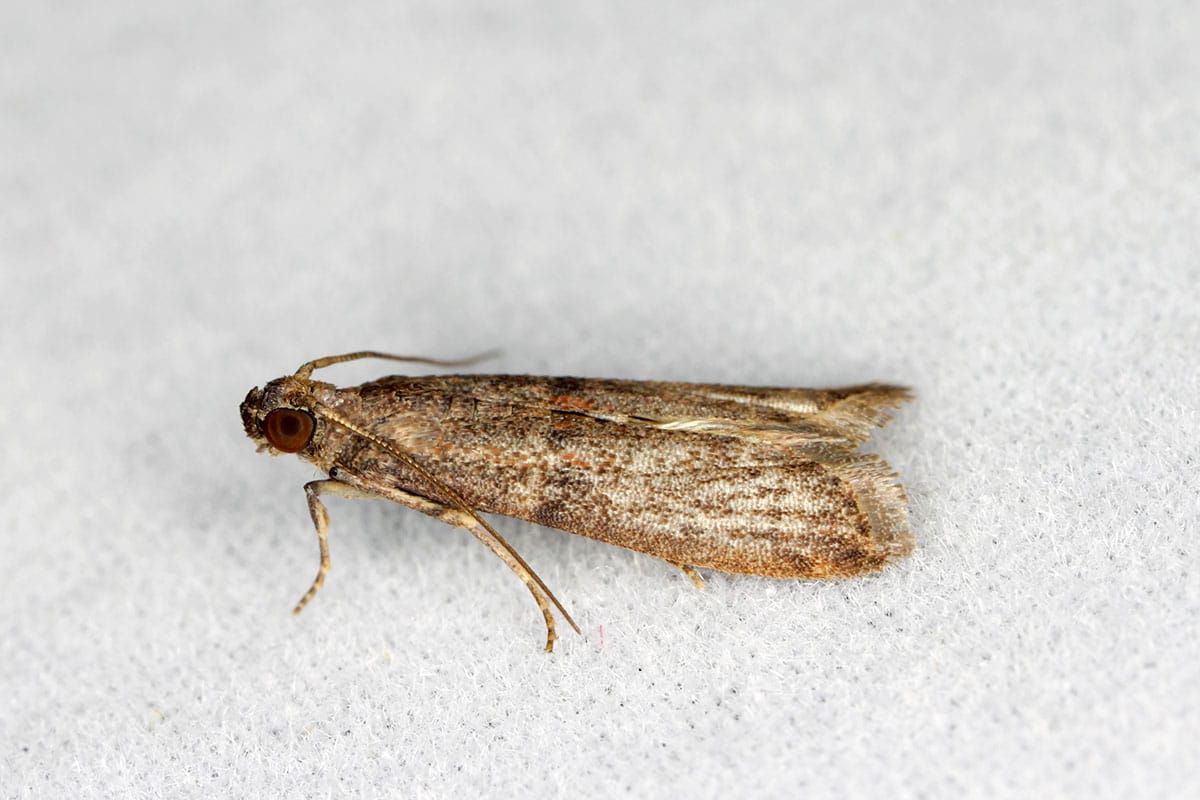 Dites adieu aux mites alimentaires : conseils pratiques pour une cuisine sereine