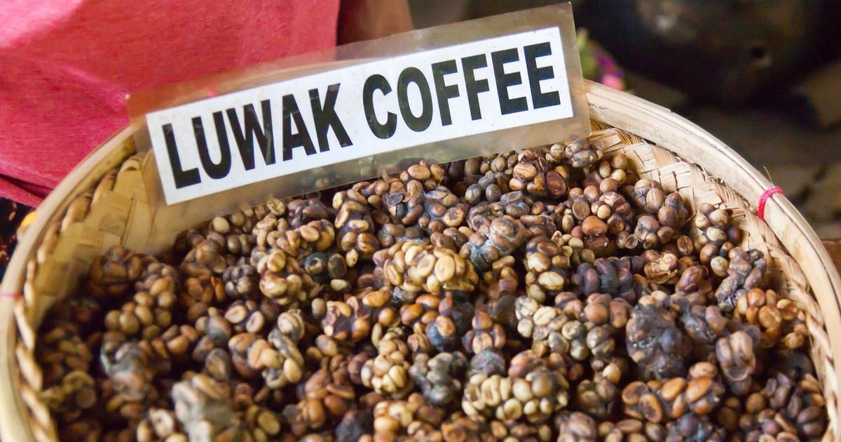 À la découverte du kopi luwak : le café hors du commun qui fascine