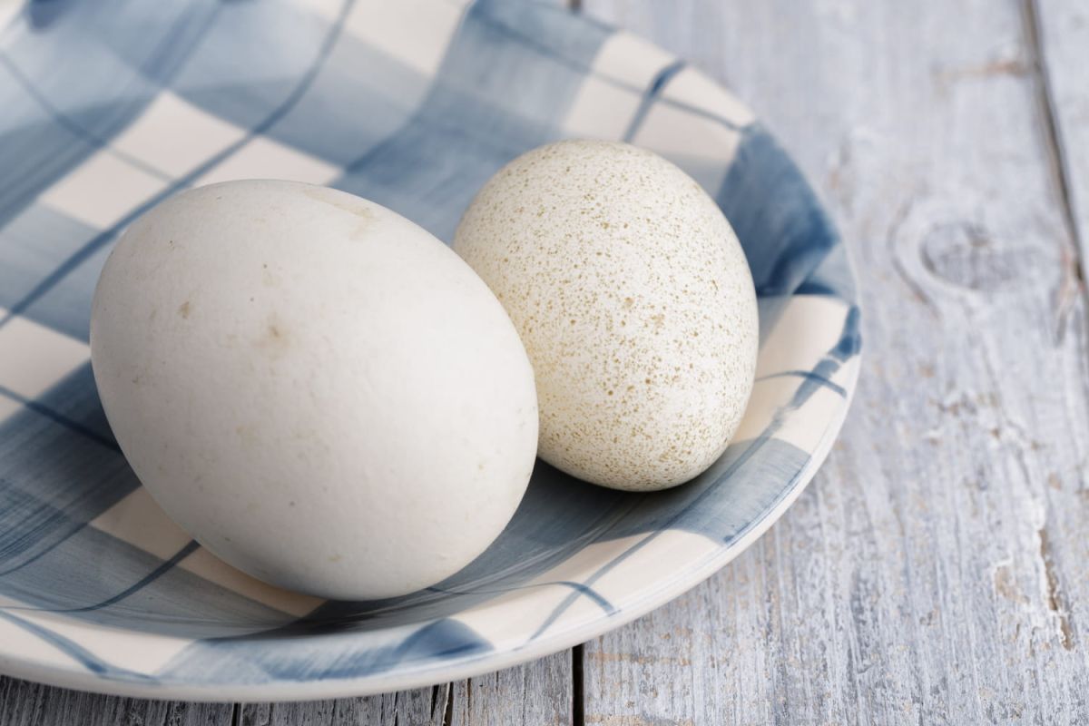 Oeuf d'oie : comment le cuisiner avec succès ?