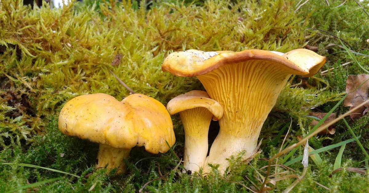 La girolle : le trésor de l'automne à déguster sans modération