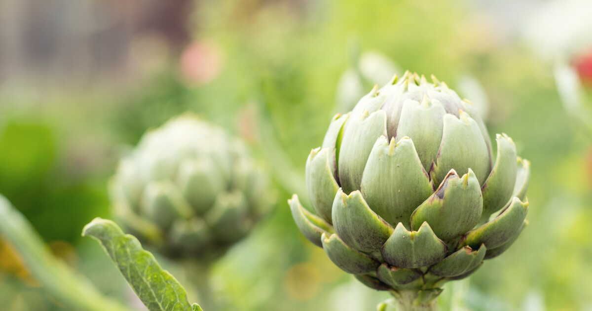L'artichaut du Roussillon : un trésor culinaire à découvrir