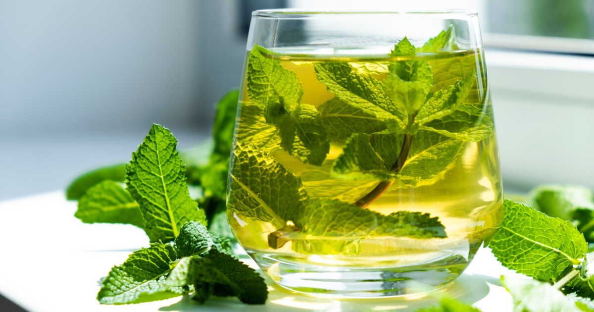 Les bienfaits insoupçonnés de la menthe pour votre santé