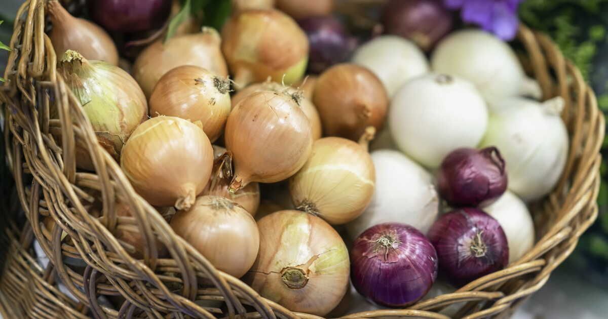 Choisissez l'oignon parfait pour vos recettes