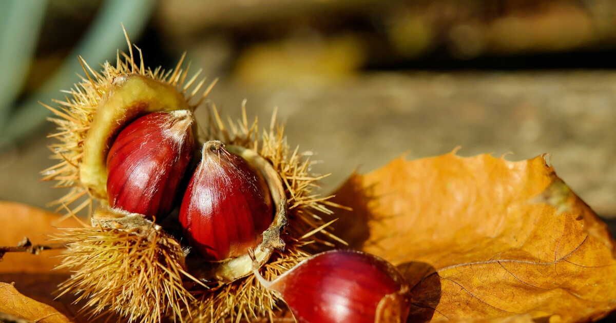 La châtaigne : un trésor de l'automne à découvrir